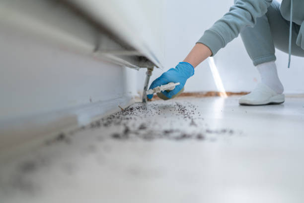 Best Ant Control Services  in Eagle River, WI